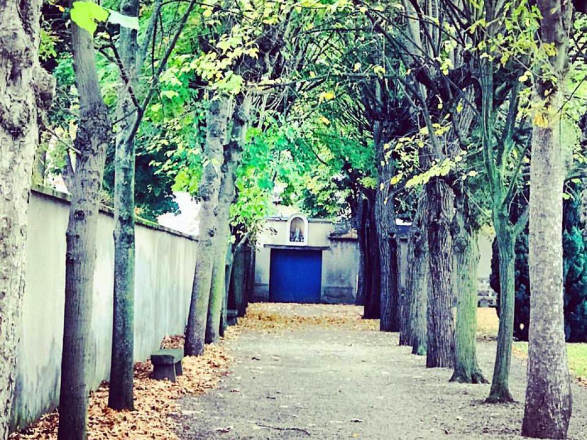 Row of trees in courtyard